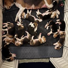 Harrier Puppies from Darkfire Harriers