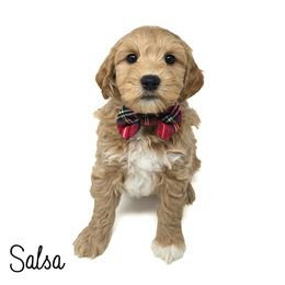 Salsa - Apricot male Goldendoodle puppy in Crawfordsville, Indiana from Winding Creek Ranch Doodles