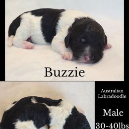 Buzzie - Tri-color male Australian Labradoodle puppy in Roseburg, Oregon from Lookingglass Doodles