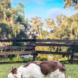 Border Collie Puppies from Lone Wolf Ranch