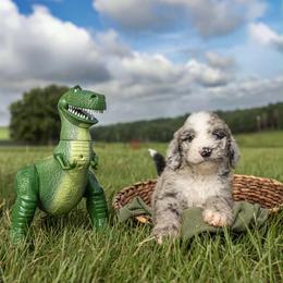 Rex - Merle male Sheepadoodle puppy in Lumberton, Mississippi from Doris’ Darlin Doxies & Doodles