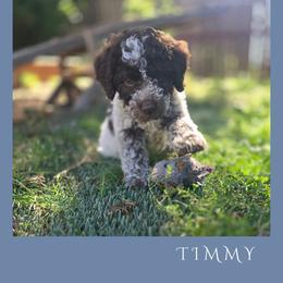 Boy 1 - Brown roan male Lagotto Romagnolo puppy in Salida, California from Harper's Lagotti