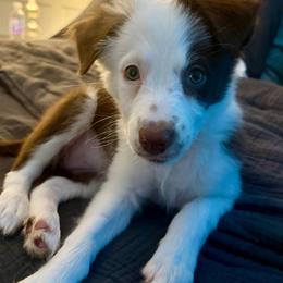 Muffin - White and red female Border Collie puppy in East Brady, Pennsylvania from Riverwood