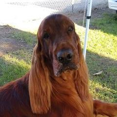 Irish Setters from Good Breeder