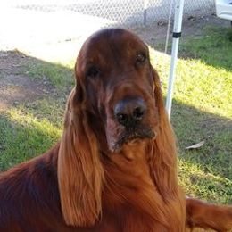 Irish Setters from Good Breeder