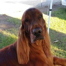 Irish Setters from Good Breeder