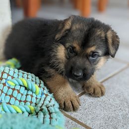 German Shepherd Puppies from Valley Shepherds LLC