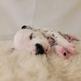 Dalmatian Puppies from Spotted Way Dalmatians