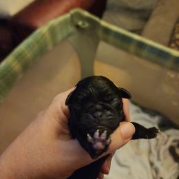 Black boy - Black male Pug puppy in Tacoma, Washington from Precious Princess Pugs