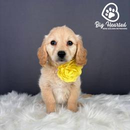Marvel - White female Companion Cross puppy in Utah County, Utah from Big Hearted Breeders