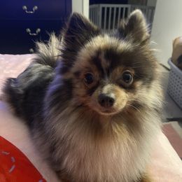 Toby - Pomeranian