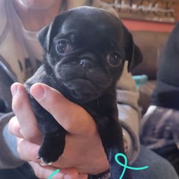 Light Blue Collar - Black female Pug puppy in Brush Prairie, Washington from Paradise Peaks