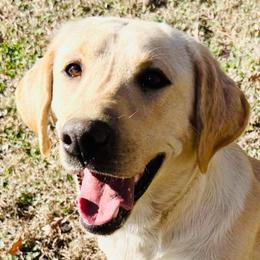 Star - Labrador Retriever