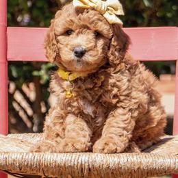 Aussiedoodle and Goldendoodle Puppies from Ever After Doodles Arizona