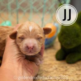 JJ (Blondie) - Caramel ice male Golden Aussiedoodle puppy in Hyrum, Utah from Goldendoodledoo Farms