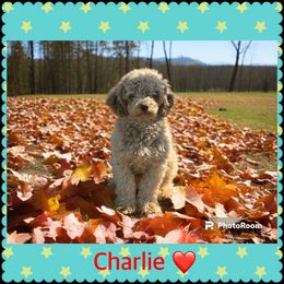 Charlie - Poodle