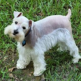 Kasper aka Baby Dog  - Miniature Schnauzer