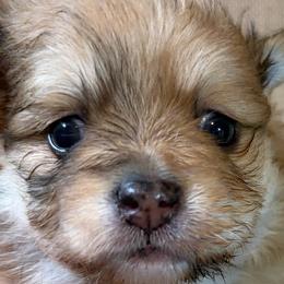 Girl 1 - female Pomeranian puppy in Port Angeles, Washington from Pacific Northwest Pomeranians