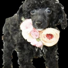 Poodle and Yorkshire Terrier Puppies from Valley Pine Pups