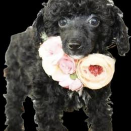 Poodle and Yorkshire Terrier Puppies from Valley Pine Pups