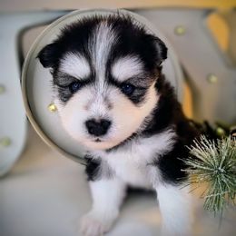 North - Black and white male Pomsky puppy in Tucson, Arizona from Mini Pomsky Puppies