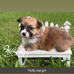 Full fluff - Red female Pembroke Welsh Corgi puppy in Nashville, Arkansas from Whisenhunt Farms
