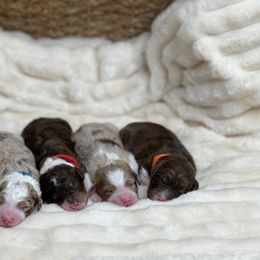 Aussiedoodle Puppies from Silva Ranch Doodles