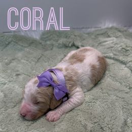 Aussiedoodle and Goldendoodle Puppies from Toledo Creek Doodles