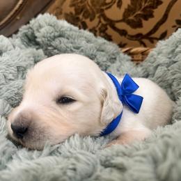 Blue Majik Bear - Light golden male Golden Retriever puppy in Baldwin Park, California from Mountain Valley Retrievers