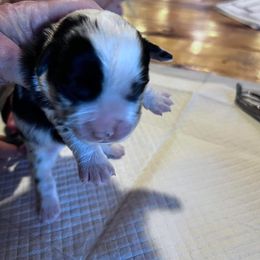 Miniature Australian Shepherd Puppies from Kusch Farm Mini Aussies