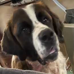 GUS GUS - Saint Bernard