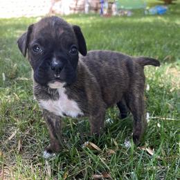 Boxer Puppies from Ally’s Boxer Pups