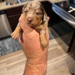 Tinsel AKC (5,500) - Dapple female Dachshund puppy in Indian Trail, North Carolina from Hilda’s Teenie Weenies