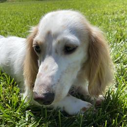 Bruno - Dachshund