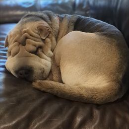 Mercedes - Chinese Shar-Pei