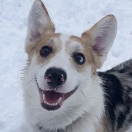 American Corgis from Crystal Blue Corgi