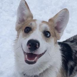 American Corgis from Crystal Blue Corgi