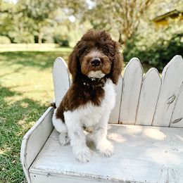 Dutch - Parti male Goldendoodle puppy in Montgomery, Texas from Dacus Doodles