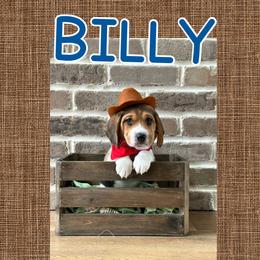 Boy 2 - Beagle puppy from Southern Charm Beagles