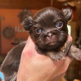 Rolo - Chocolate and tan male Shih Tzu puppy in Nekoosa, Wisconsin from Brox Acres House of Fur LLC