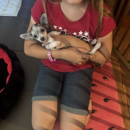 VIKING - Blue and white male Chihuahua puppy in Polo, Missouri from Blue Tails Farm