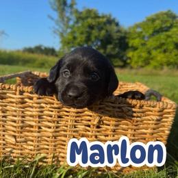 Marlon - Black male Labrador Retriever puppy in Lucasville, Ohio from Backwoods Labradors