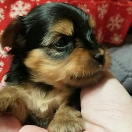 Nova - Black and gold female Yorkshire Terrier puppy in Hot Springs, Arkansas from Kimberly's Lovable Littles