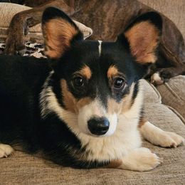Brooklyn - Pembroke Welsh Corgi