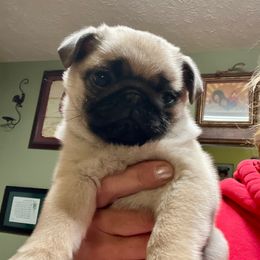 Marta - Fawn female Pug puppy in Saint Pauls, North Carolina from Copperfield’s Goldens