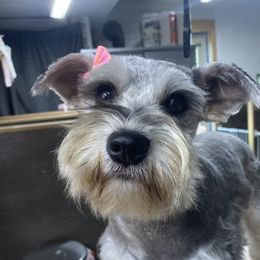 Molly - Miniature Schnauzer