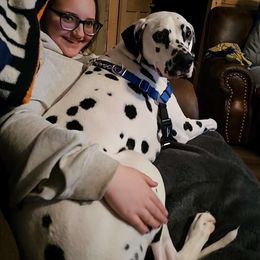 Dalmatian puppies from Woofter Dalmatians