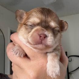 Rudolph - Chocolate and tan male Chihuahua puppy in Citrus Heights, California from Golden State Chihuahuas
