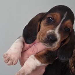 LAVERNE - Black white and brown female Basset Hound puppy in Lexington, Kentucky from Hound Ridge Meadows