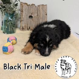 Yogi - Black tri male Miniature Australian Shepherd puppy in Jaroso, Colorado from Heaven Sent Aussies